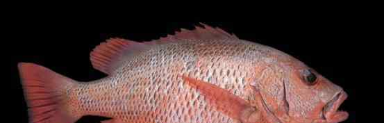 红友鱼 紫红笛鲷是什么 又名红友