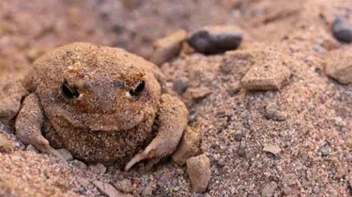 馒头蛙 外形长得像一块馒头 既不会游泳也不会跳动 这种青蛙如何生存
