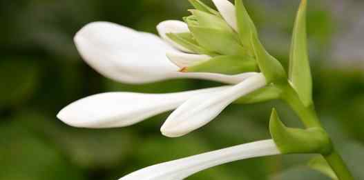 白玉簪 玉簪的品种和玉簪的养护方法