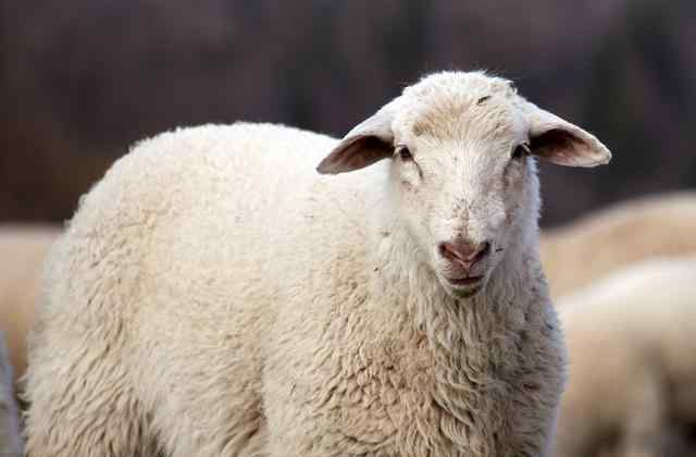 1979年属什么生肖 1979年生肖羊是什么命 1979年属羊的是什么命运如何