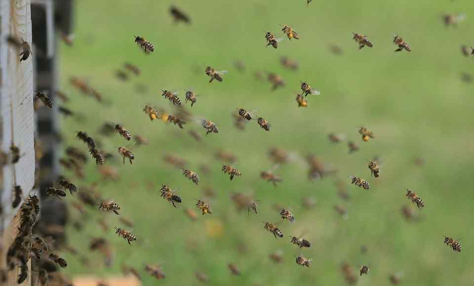 愤怒的蜜蜂 3嬷钓鱼误触蜂窝 上万只蜜蜂残酷攻击 7旬嬷当场晕倒