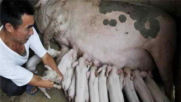 淘汰母猪价格 中国每年淘汰母猪数量也是惊人的 母猪肉都卖去哪了 看完后明白了