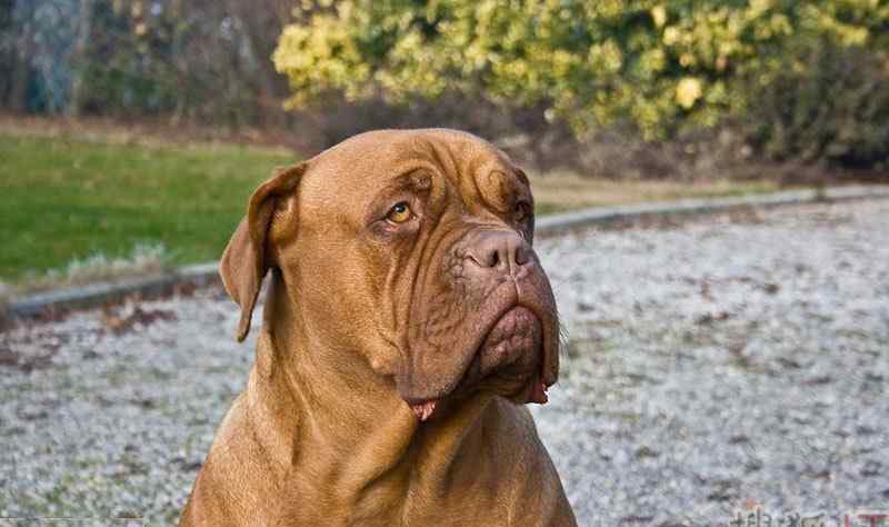 马士提夫犬 马士提夫犬给人庄严而高贵的印象 被称为随和的巨犬