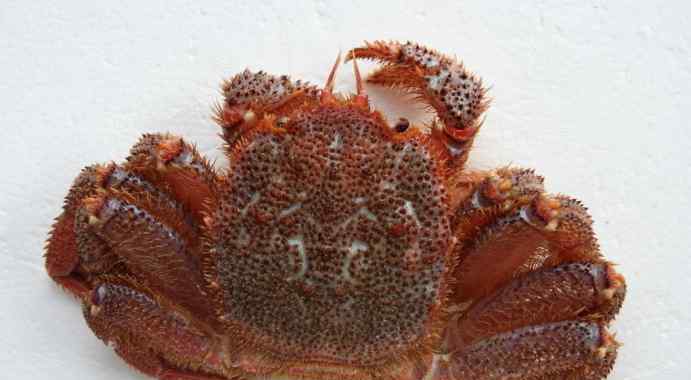 红毛蟹 超美味的北海道红毛蟹 蟹中绝品不是吹的