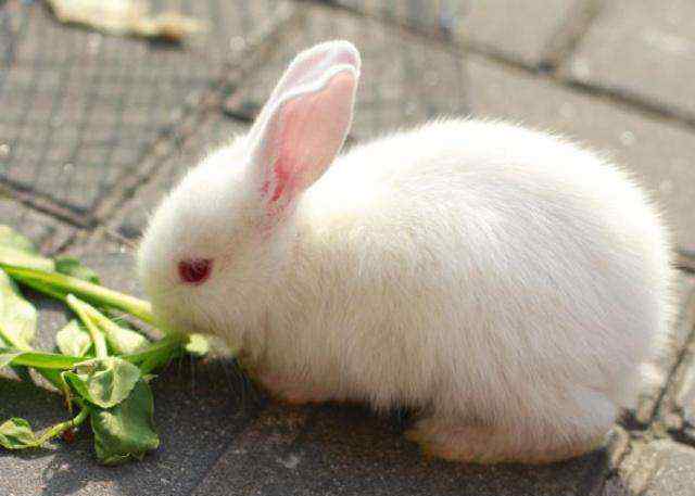兔子粪便可以做肥料吗 兔粪可以施柑橘树吗 要如何处理 让柑橘结果又多又甜的施肥方法