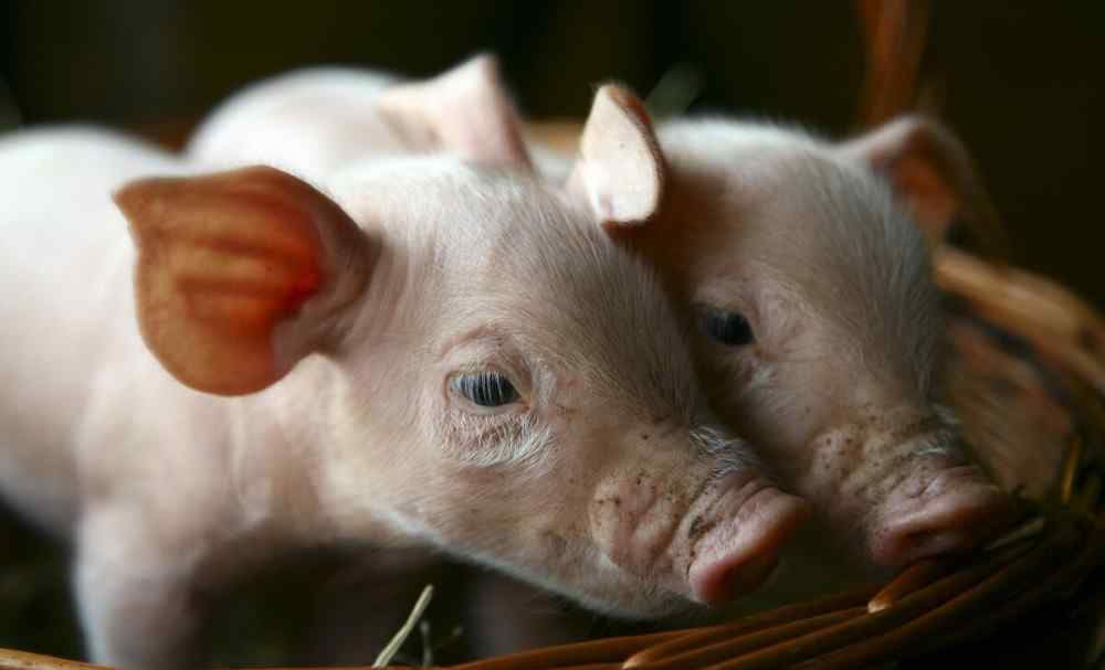 猪伪狂犬怎么治疗 猪感染伪狂犬病毒的症状表现是什么 猪伪狂犬如何治疗