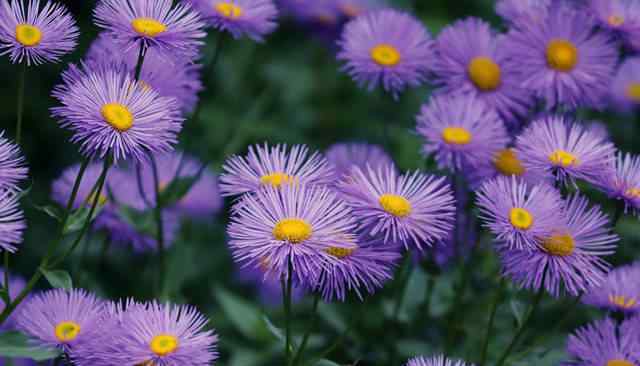 紫色的花 10种最美的紫色花 你喜欢哪一款